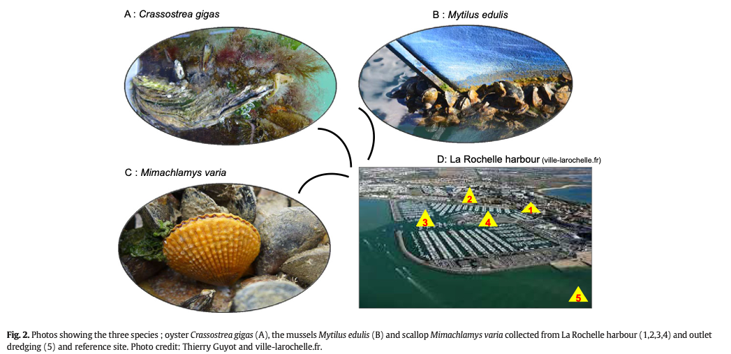 2017 - First data on three bivalve species exposed to an intra-harbour polymetallic contamination (La Rochelle, France)