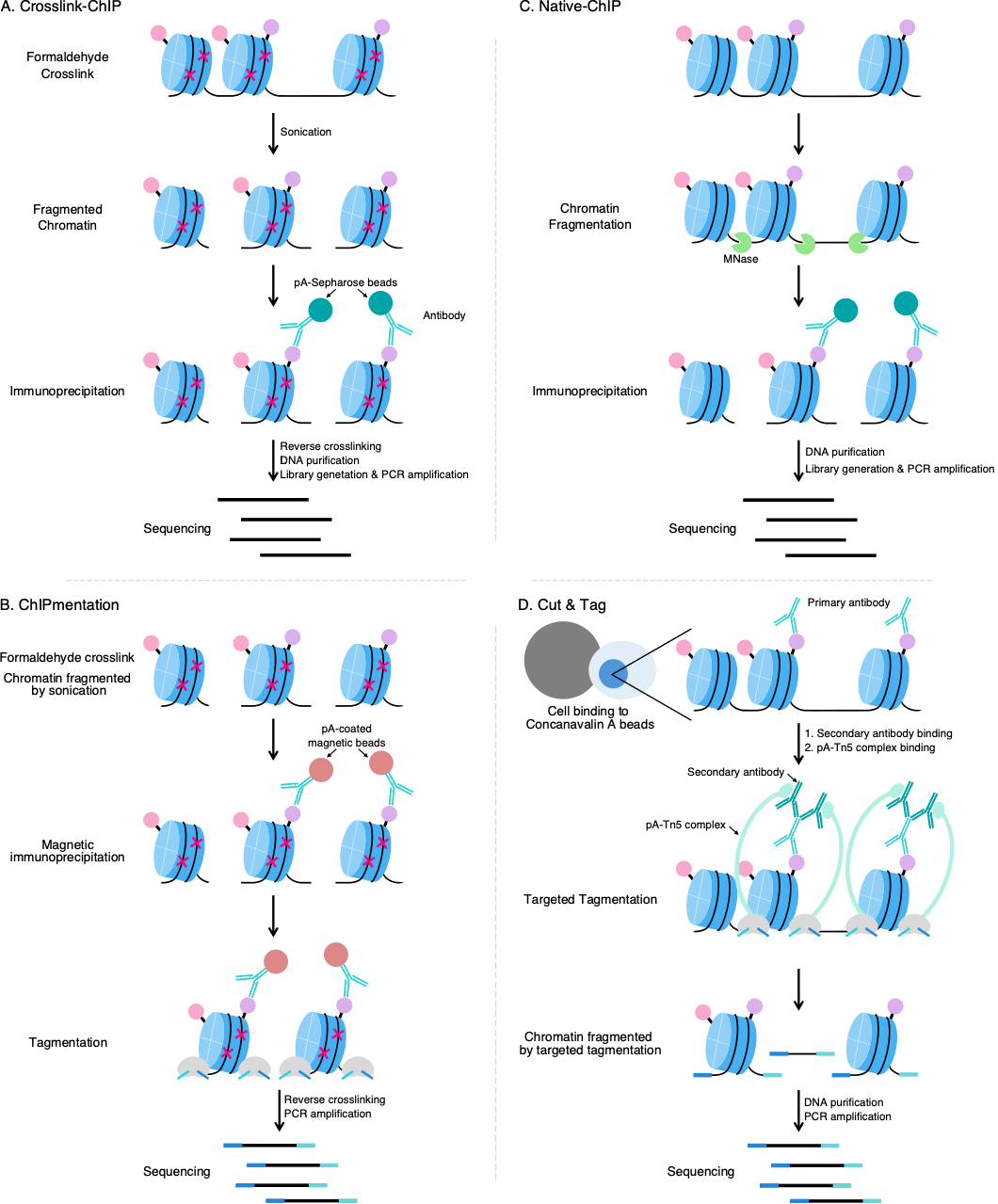 2024-12-28 - Benchmarking of Chromatin Immunoprecipitation (ChIP-Seq) methods in the Pacific oyster Magallana gigas