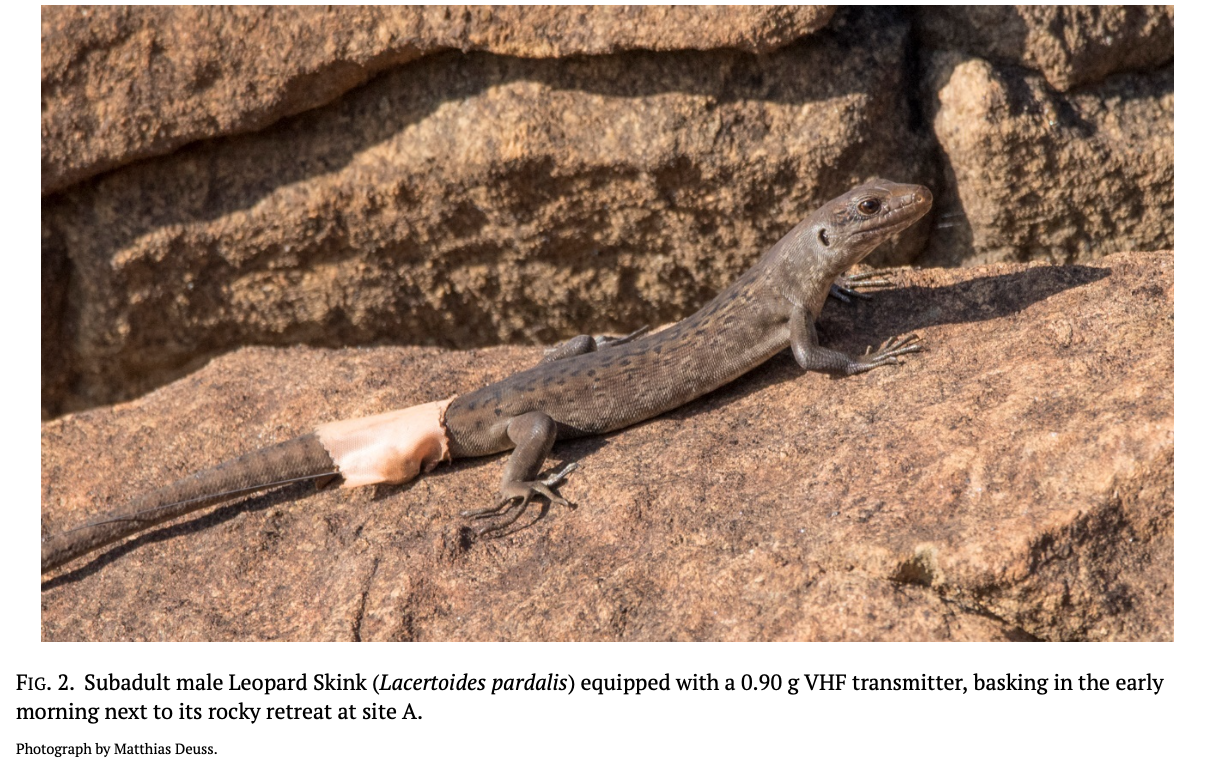 2024-09-30 - Social Structure and Habitat Use of New Caledonian Leopard Skinks (Scincidae: Lacertoides pardalis): A Radiotelemetric Study