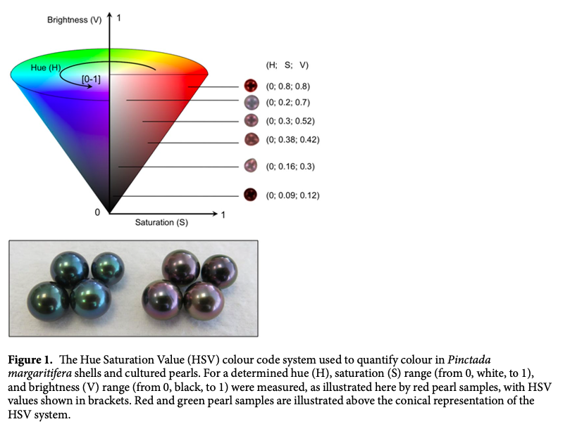 2019 - Colour plasticity in the shells and pearls of animal graft model *Pinctada margaritifera* through colour quantification with the HSV system