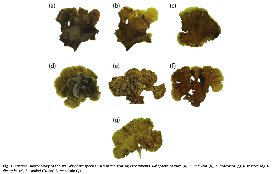 2019 - Limited interspecific variation in grazing susceptibility of the brown alga *Lobophora* to herbivory