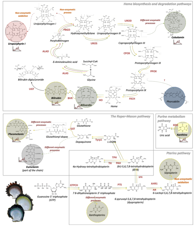 2021 - Molecular pathways and pigments underlying the colors of the Pearl Oyster *Pinctada margaritifera* var. *cumingii*