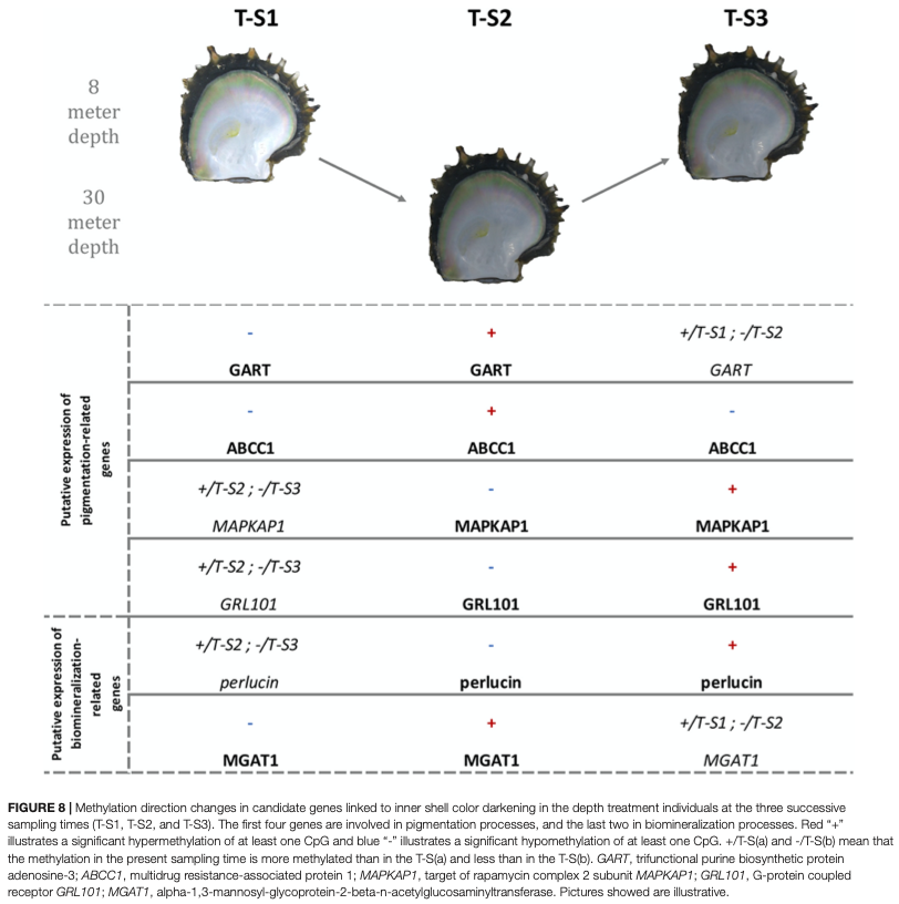 2021 - Environmentally driven color variation in the Pearl Oyster *Pinctada margaritifera* var. *cumingii* (Linnaeus, 1758) is associated with differential methylation of CpGs in pigment and biomineralization related genes