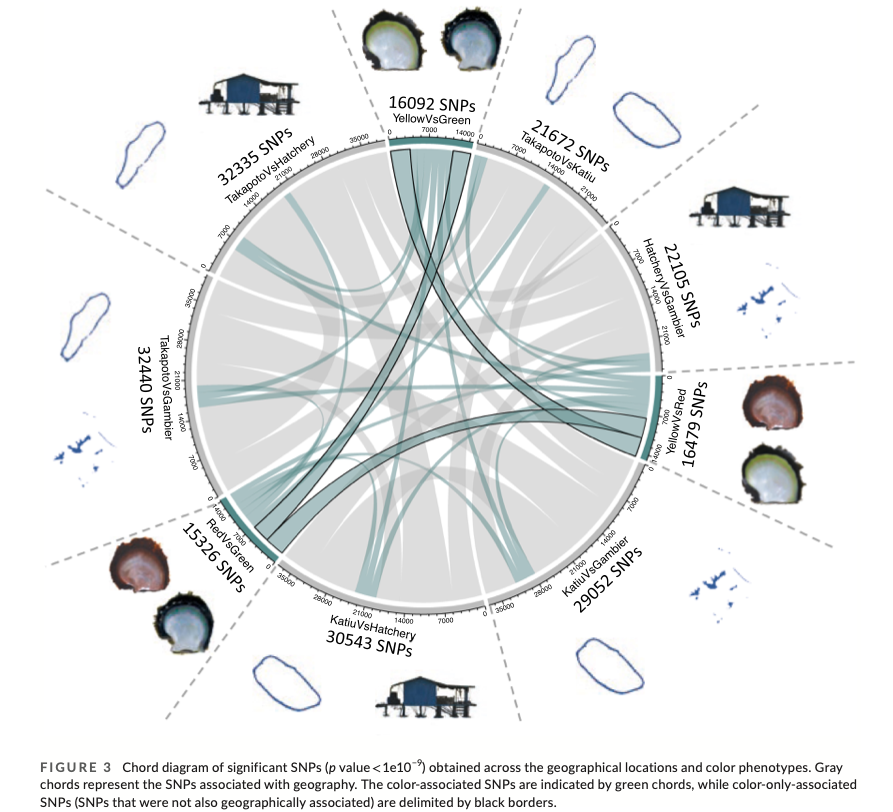 2022 - Identifying genes associated with genetic control of color polymorphism in the pearl oyster *Pinctada margaritifera* var. *cumingii* (Linnaeus 1758) using a comparative whole genome pool-sequencing approach