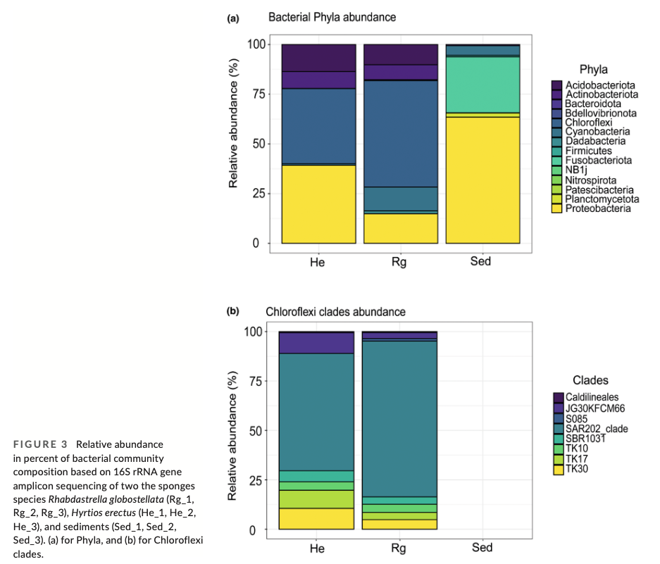 2023-05-10 - The phylum Chloroflexi and their SAR202 clade dominate the microbiome of two marine sponges living in extreme environmental conditions