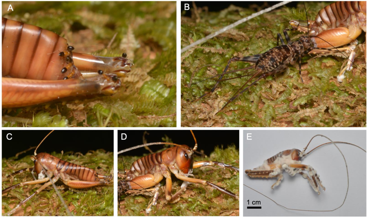 2024-12-09 - Molecular Characterization and Ecological Interactions of Fungal Pathogens Associated with Carcinopsis sp. Wētā in the Dogny Forest, New Caledonia