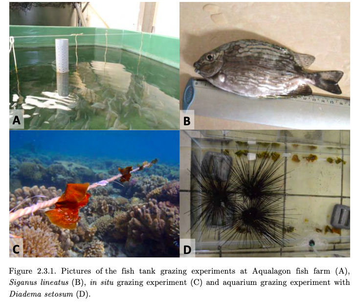 2015 - Why fight if you can run Strategies of the brown algal genus Lobophora (Dictyotales, Phaeophyceae) against herbivores. 